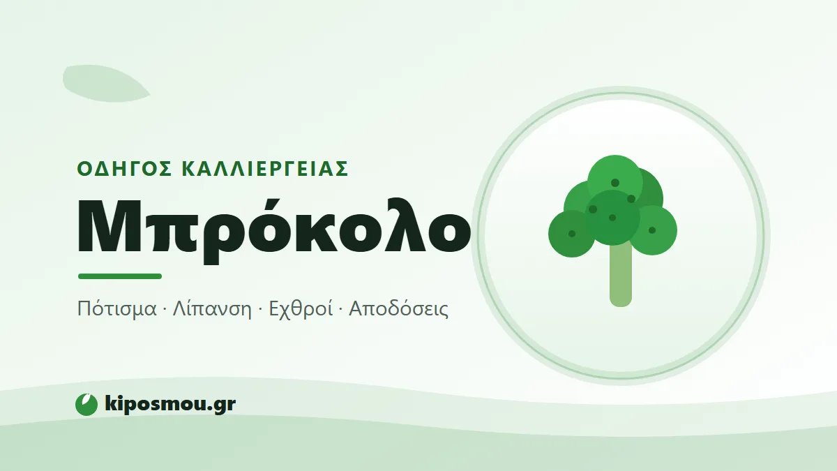 Πράσινο κεφάλι μπρόκολου έτοιμο για συγκομιδή