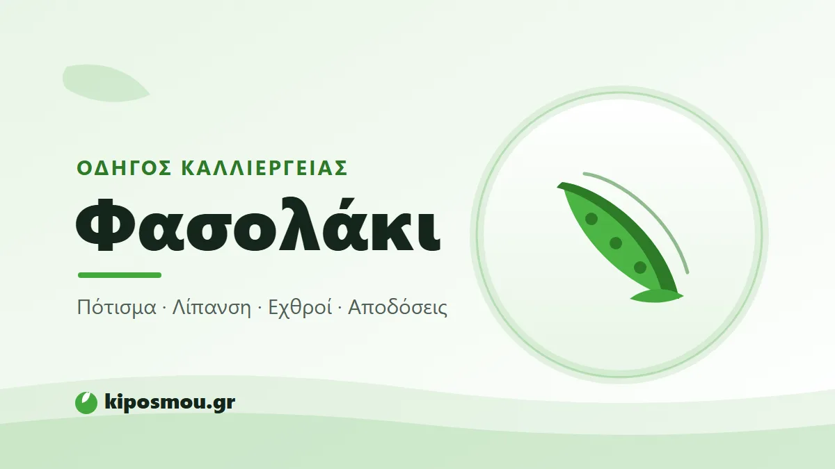 Τρυφερά πράσινα φασολάκια κρεμασμένα στο φυτό