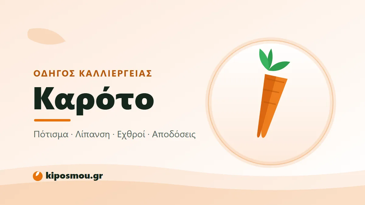 Φρεσκοβγαλμένα πορτοκαλί καρότα με το φύλλωμα