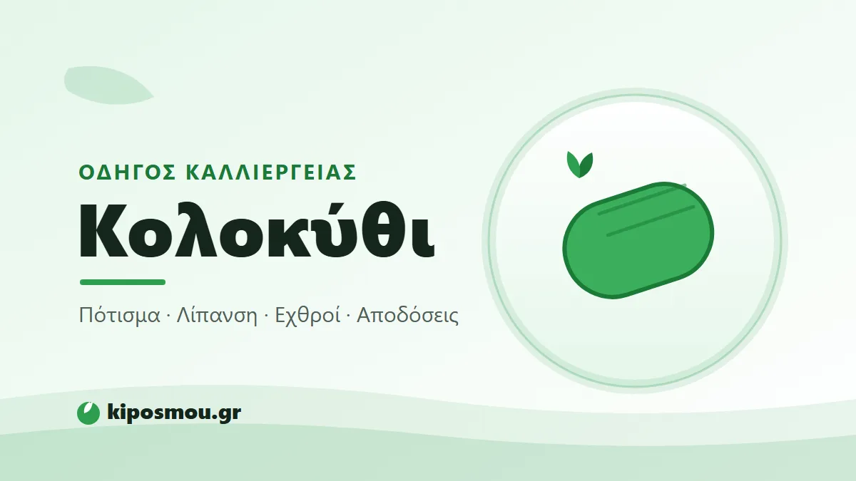 Τρυφερά πράσινα κολοκυθάκια στο φυτό