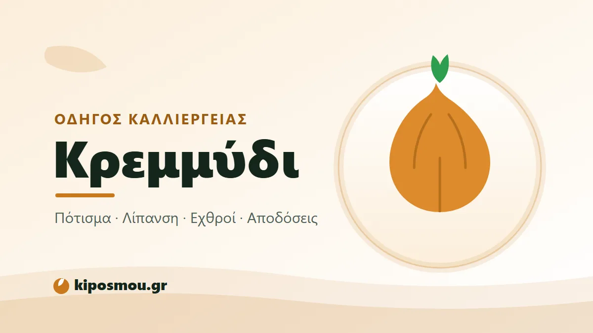 Ξηρά κρεμμύδια απλωμένα να στεγνώνουν μετά τη συγκομιδή