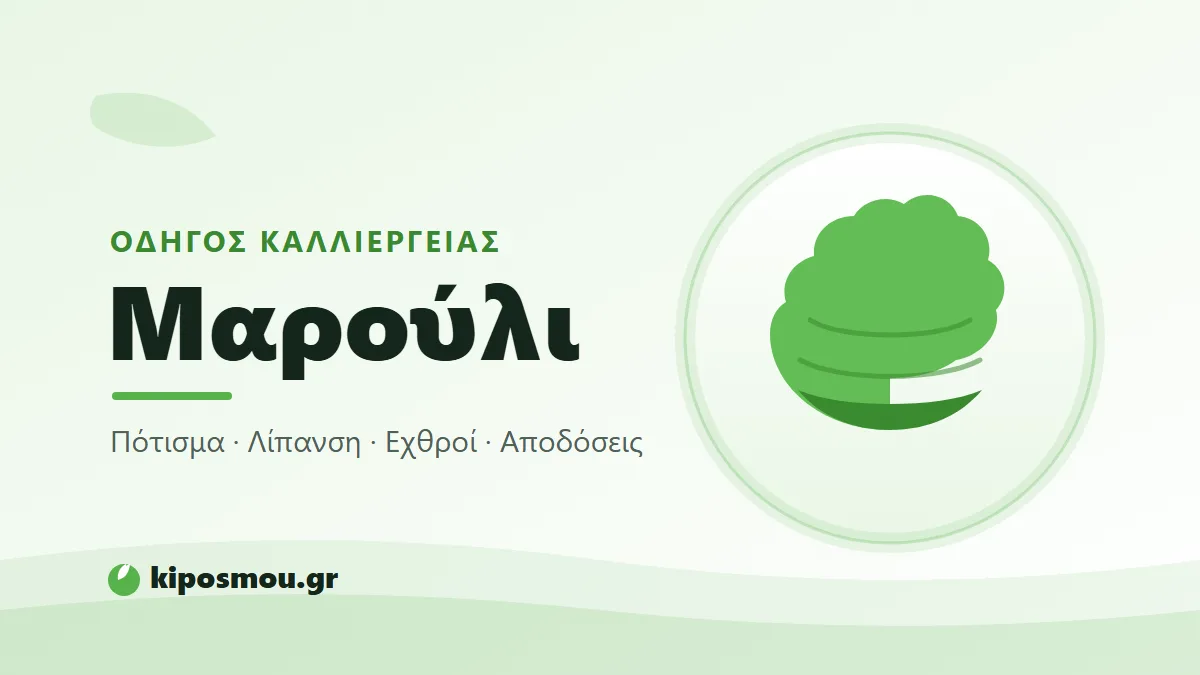 Τρυφερά πράσινα μαρούλια σε σειρές στον κήπο
