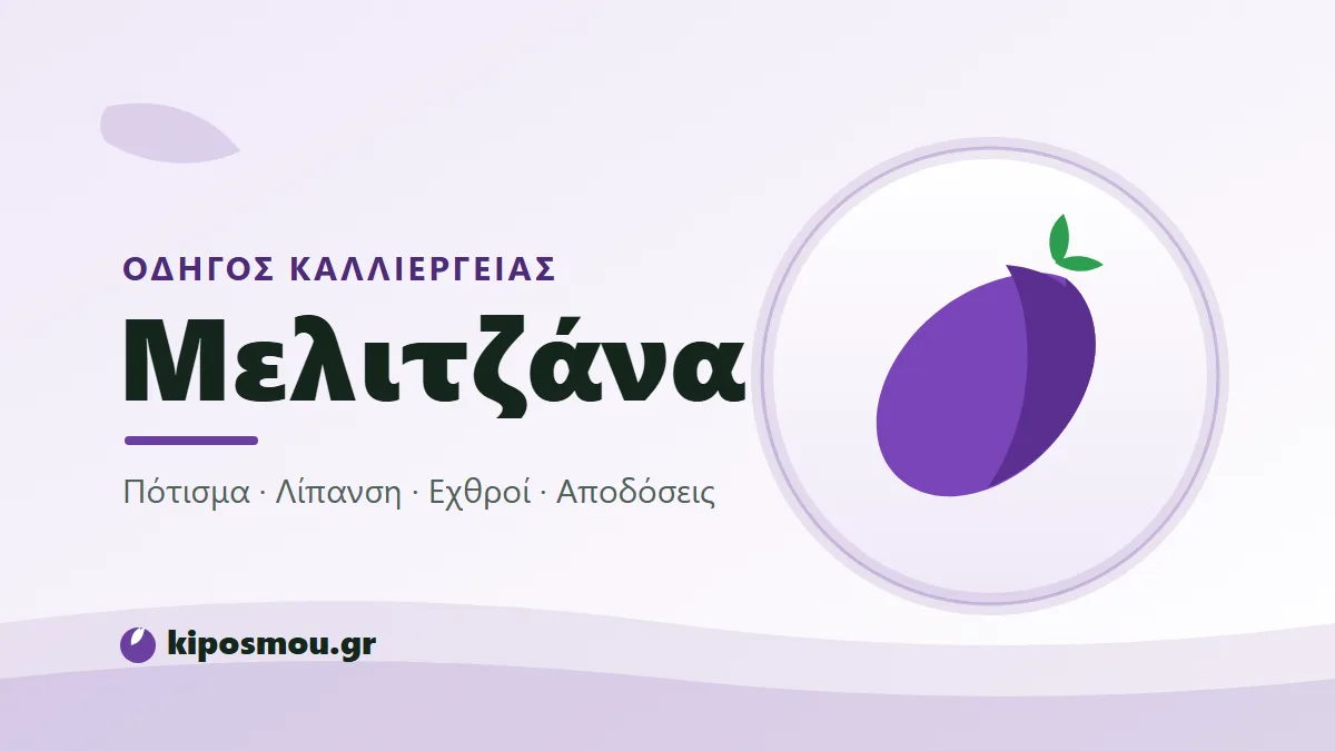 Ώριμες μοβ μελιτζάνες στο φυτό