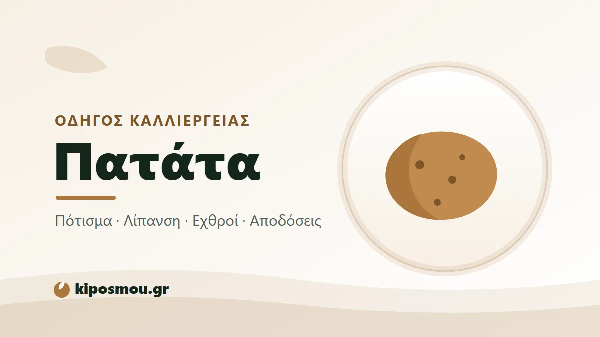 Φρεσκοβγαλμένες πατάτες από το χώμα