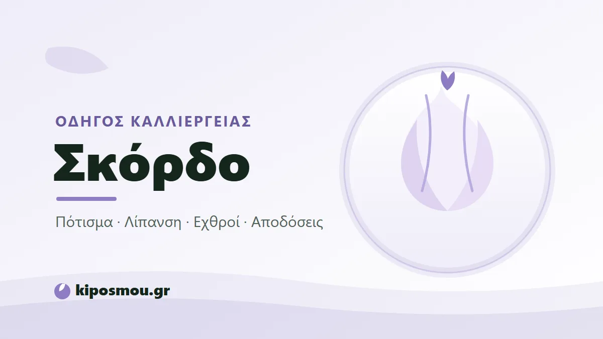 Κεφάλια σκόρδου με τις ρίζες μετά τη συγκομιδή