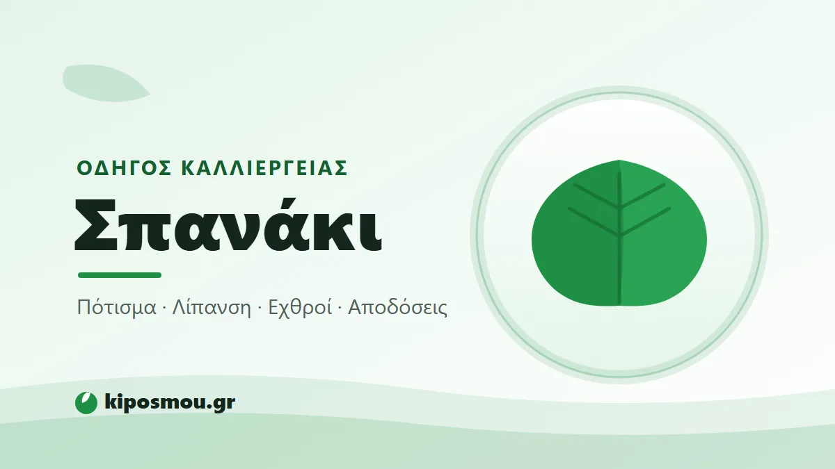Τρυφερά πράσινα φύλλα σπανακιού στον κήπο